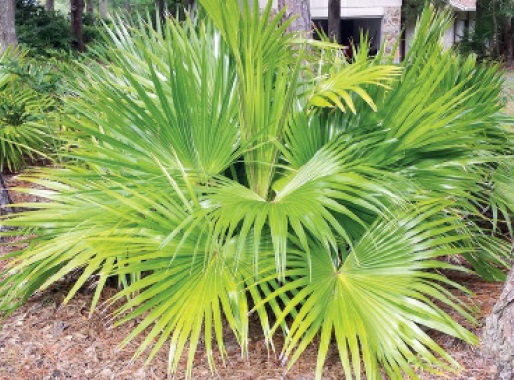 Saw palmetto